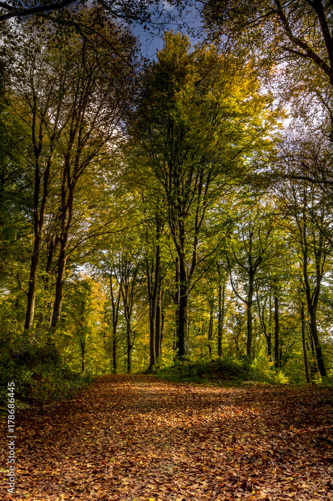 Autumnal trail surrounded by trees