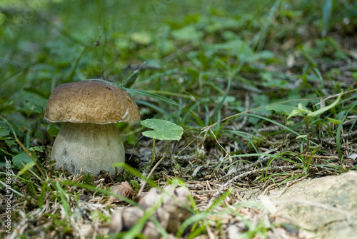 Background: large porcini mushroom or Boletus Edulis, photographed in the woods before being harvested, surrounded by ferns, pine needles and clover plants in a pine forest, Trentino Alto Adige, Italy