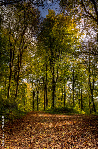 Fototapeta Naklejka Na Ścianę i Meble -  Autumnal trail surrounded by trees