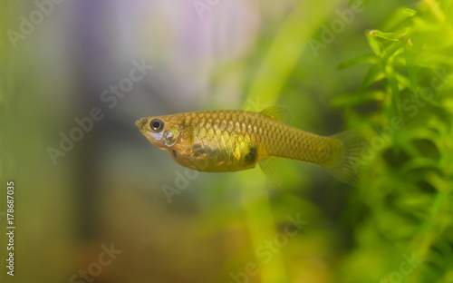 Female of guppy in aquarium. Selective focus.
