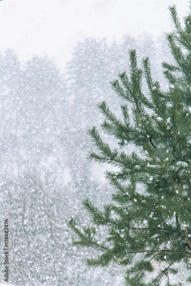 snowfall snowfall