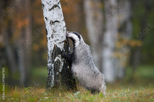 European badger, Meles meles, low angle photo of big male in rainy day, on the back legs, leaning against the birch and looking for the larvae in the bark. Autumn in european forest. Isolated badger.