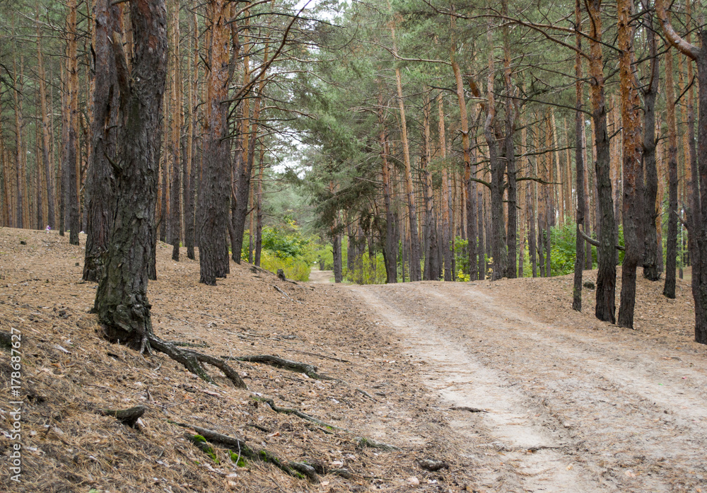 Fototapeta premium forest road on the roadside trees and sticking out roots