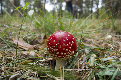 macro photo of red mushroom