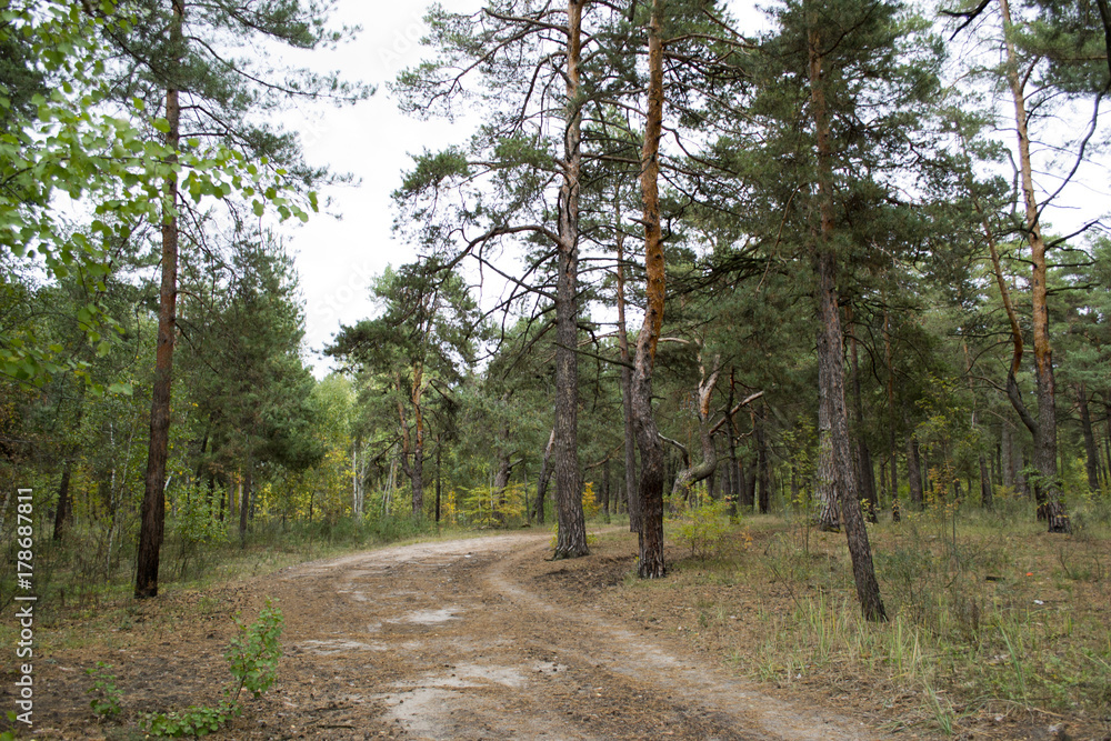 Obraz premium autumn forest landscape