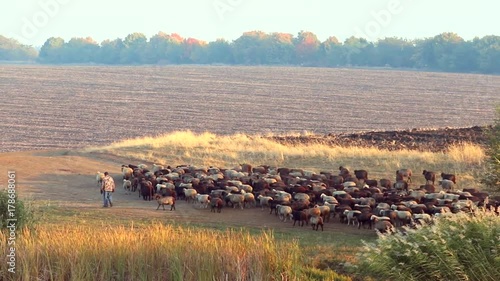 Sheep herd moving on the field photo