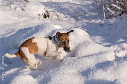 Pedigree dog fox terrier in a snowdrift, winter hunting
