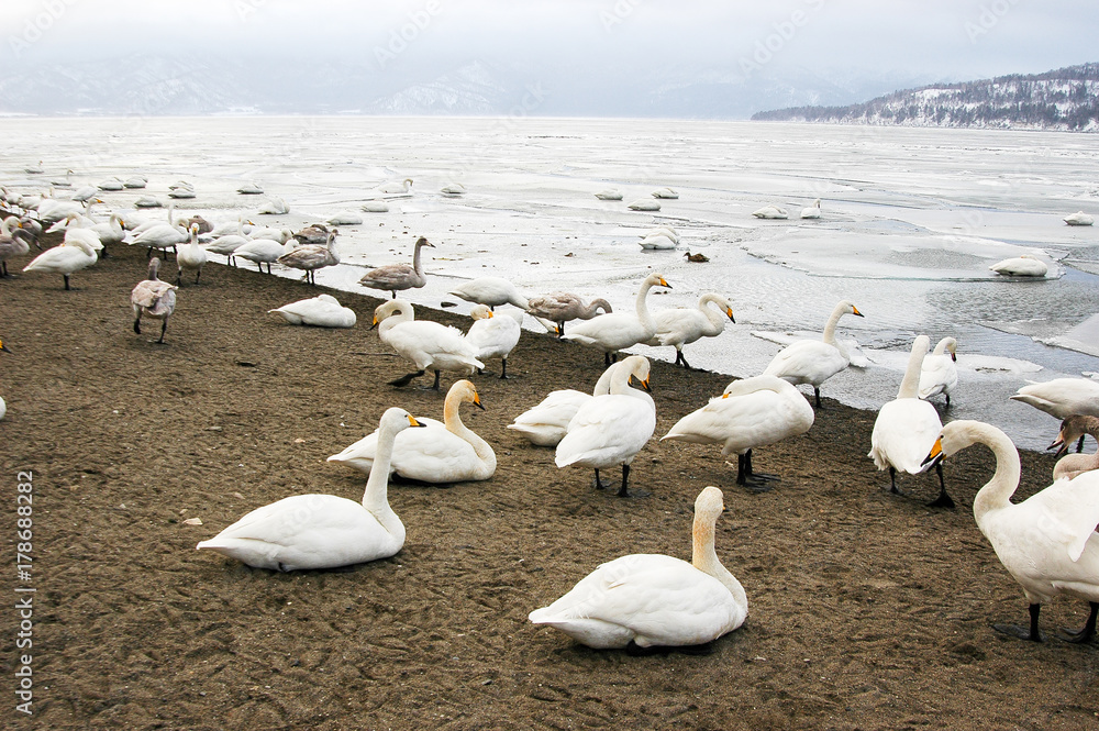 屈斜路湖の白鳥（北海道・砂湯）