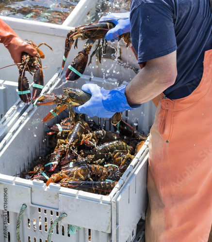 Three live lobsters being held by fishermen