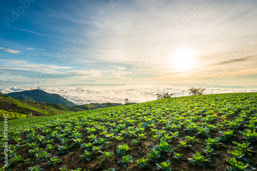 The Scene of Thailand about Big Cabbage farm on the mountain, Phu Tubburk, Thailand