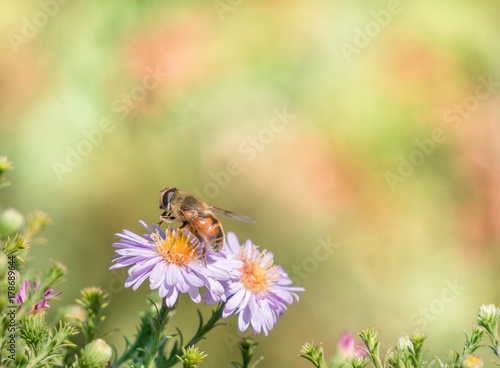 Bee moving from flower to flower pollinating as it goes © yelantsevv