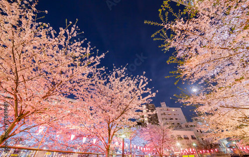 都会の夜桜 © taka