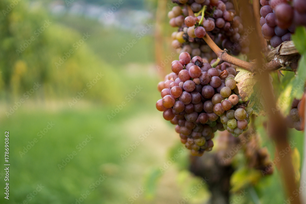 Weintrauben mit Reben