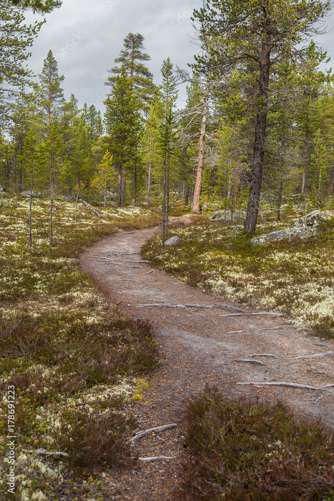 A beautiful hiking path through an autumn forest in Norway. Fall scenery in forest. Beautiful autumn landscape.