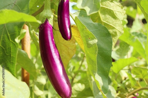 Purple eggplants in nature