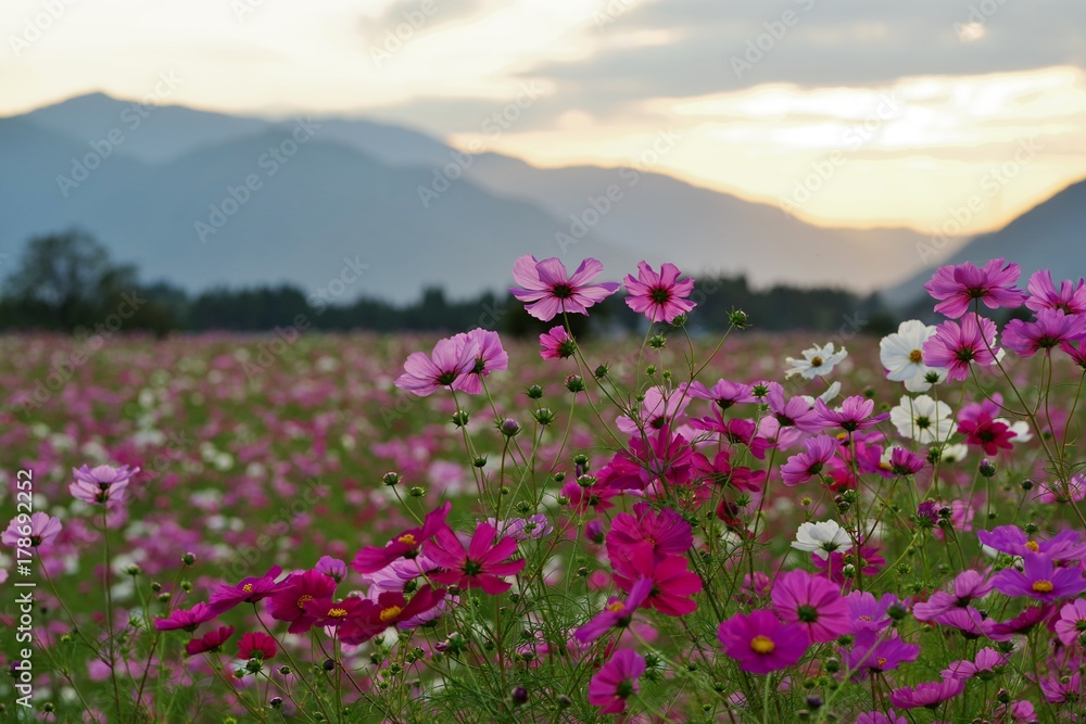 夕暮れ時のコスモス畑