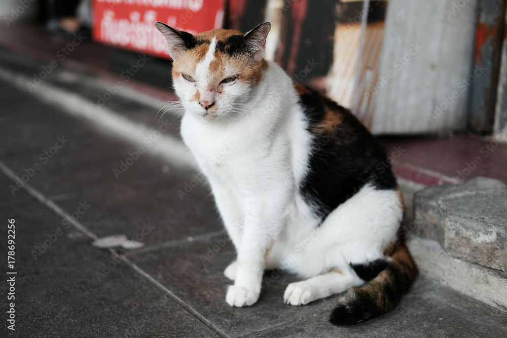 White cat lying on the concrete floor. Pet on the street. Homeless animal. White cat lying on the concrete floor. Pet on the street. Homeless animal.