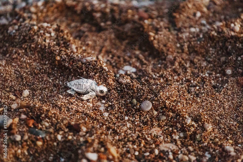 Loggerhead Turtle baby Caretta after birth, overcoming difficulties crawls to the salutary sea Loggerhead Turtle baby Caretta after birth, overcoming difficulties crawls to the salutary sea