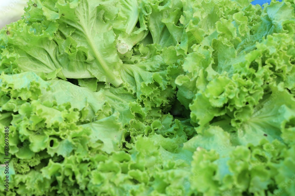 lettuce in the market lettuce in the market