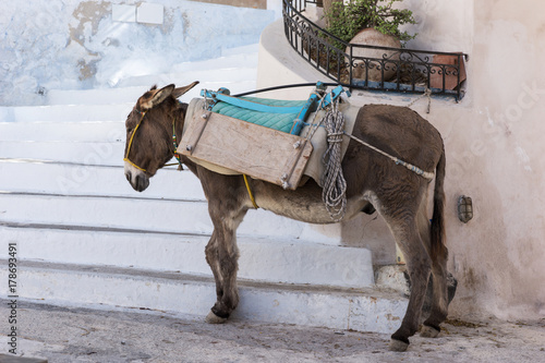 Esel in Santorin