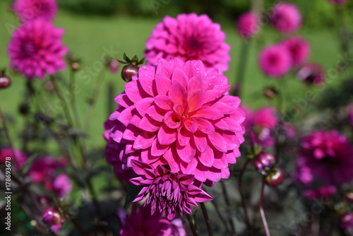 Fototapeta Naklejka Na Ścianę i Meble -  Dahlia rose en été au jardin