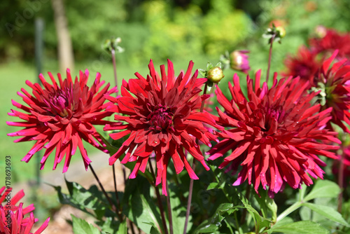 Fototapeta Naklejka Na Ścianę i Meble -  Dahlia cactus rouge en été au jardin