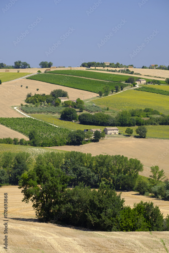 Summer landscape in Marches (Italy) near Appignano