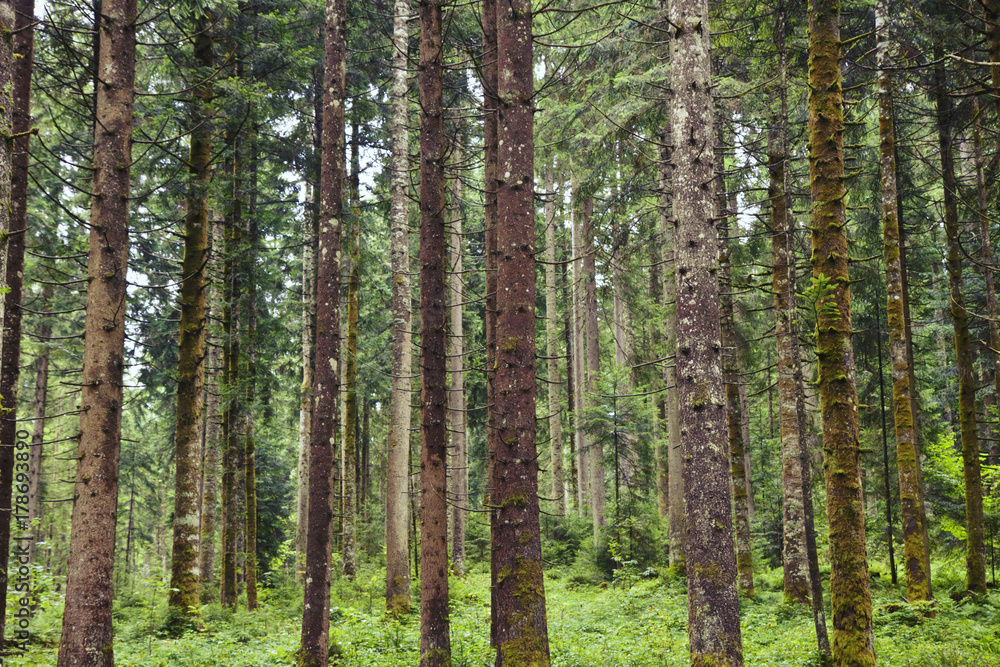 Austrian pine tree wood with ground covered by green moos and low vegetation Austrian pine tree wood with ground covered by green moos and low vegetation