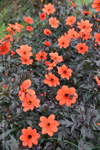 Fototapeta Naklejka Na Ścianę i Meble -  Dahlia rouge au jardin en été