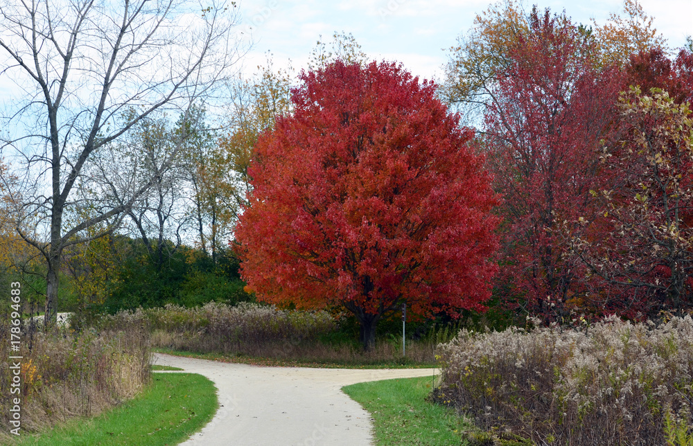 Naklejka premium Fall colors and diverging pathway