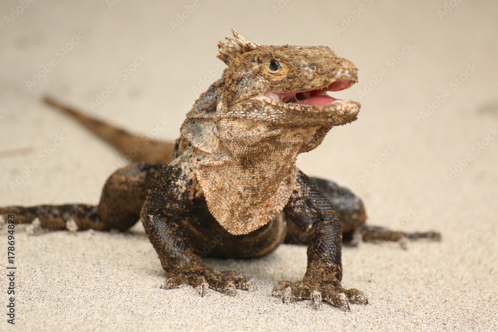 Iguana walking on the sand in Manuel Antonio beach, Costa Rica. Front view, open mouth portrait. Iguana walking on the sand in Manuel Antonio beach, Costa Rica. Front view, open mouth portrait.