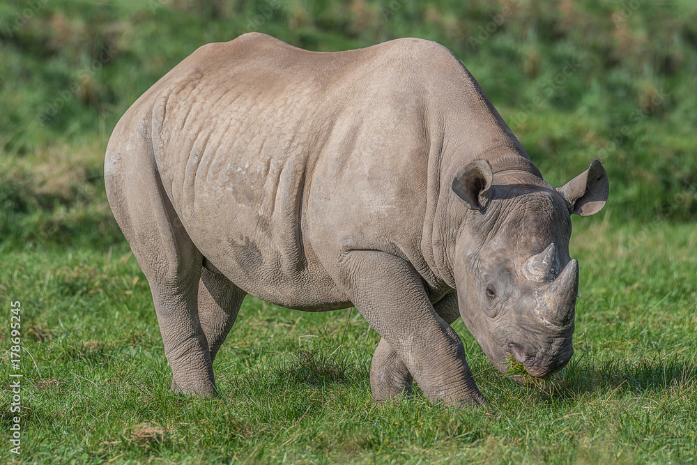 Fototapeta premium A full photograph of an eastern black rhino grazing