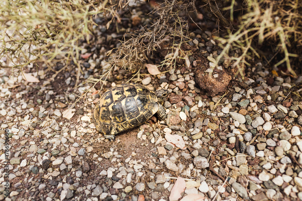 Mediterranean kand tortoise in nature Mediterranean kand tortoise in nature