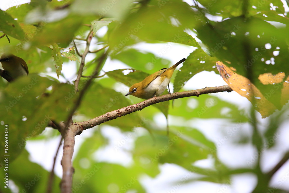Fototapeta premium Grey-throated White-eye (Zosterops rendovae) in Solomon Island