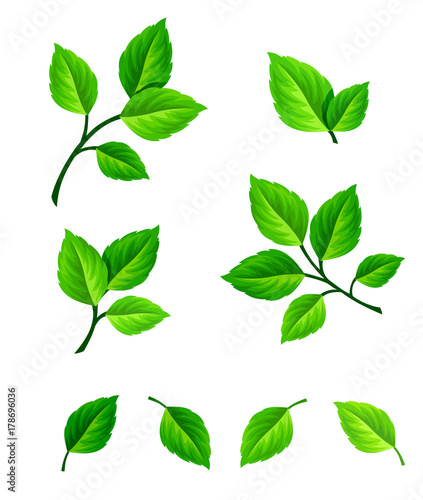 Vector set of green leaves and branches isolated on a white background.