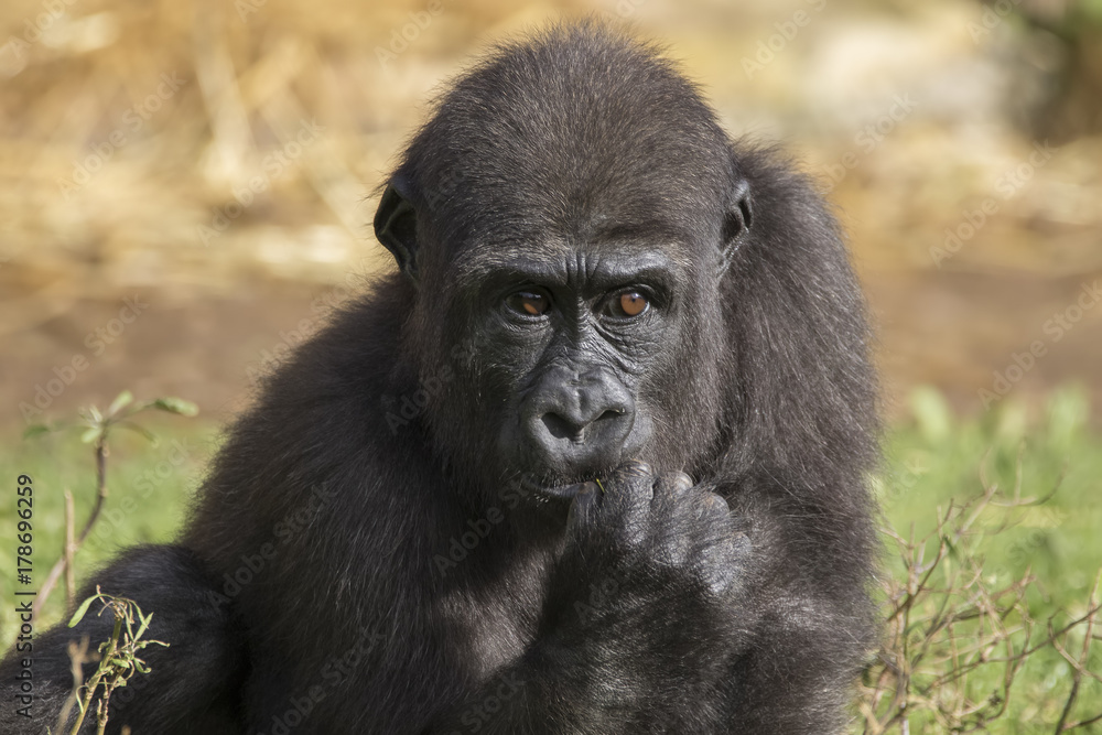 gorilla portrait