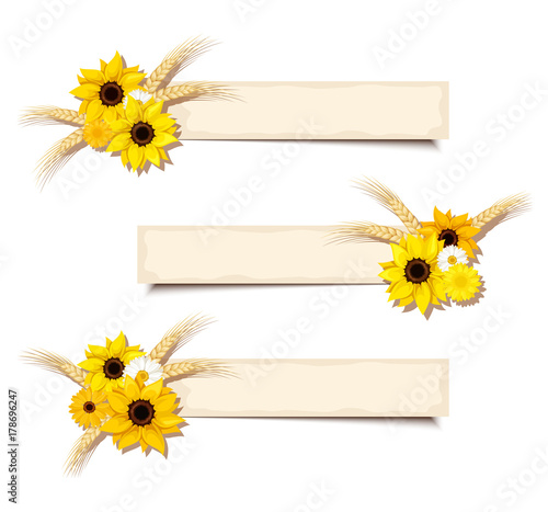 Three vector web beige banners with sunflowers, daisies and ears of wheat. 