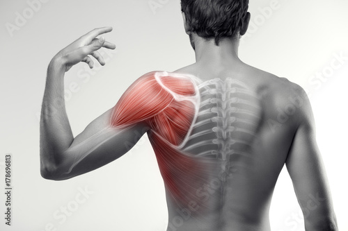 Man view from back. Blades, shoulder and trapezoid illustration.
 photo