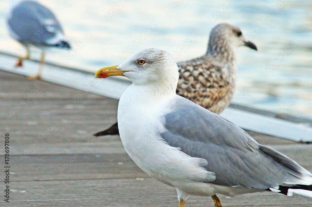 A seagull stands on a wooden pier in Barcelona, near the sea. A seagull stands on a wooden pier in Barcelona, near the sea.