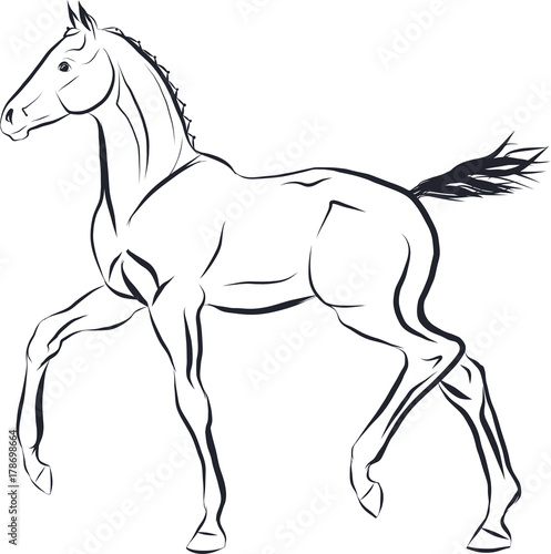 Sketch of a trotting new born foal