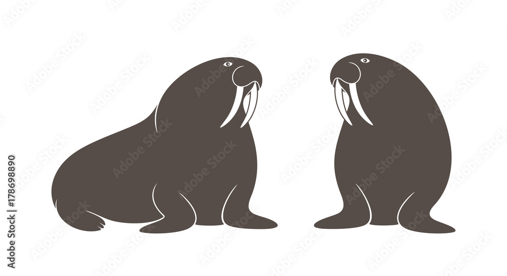 Fototapeta premium Walrus set. Isolated walrus on white background 