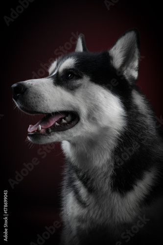 portrait of a dog Siberian Husky in the studio on a black background