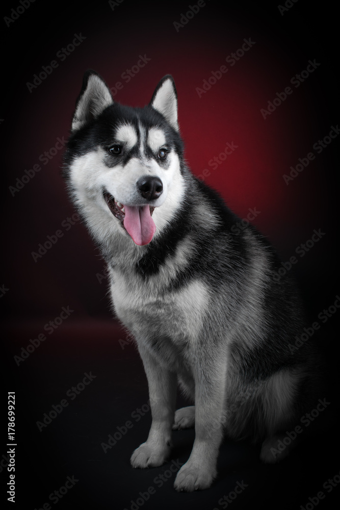 Fototapeta premium portrait of a dog Siberian Husky in the studio on a black background