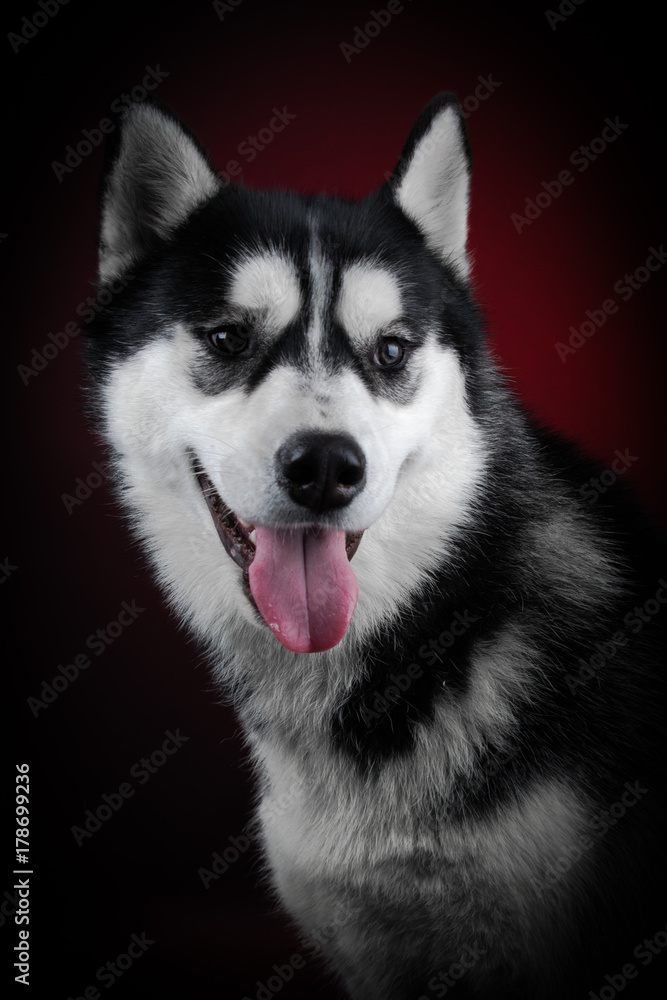 portrait of a dog Siberian Husky in the studio on a black background portrait of a dog Siberian Husky in the studio on a black background
