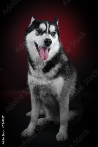 portrait of a dog Siberian Husky in the studio on a black background