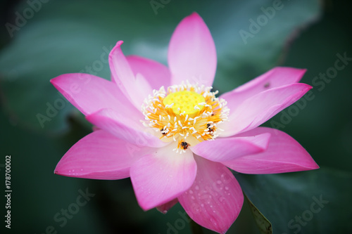 beautiful lotus flower blooming in pond
