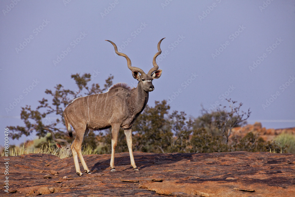 Naklejka premium Kudu im Transfrontier Park