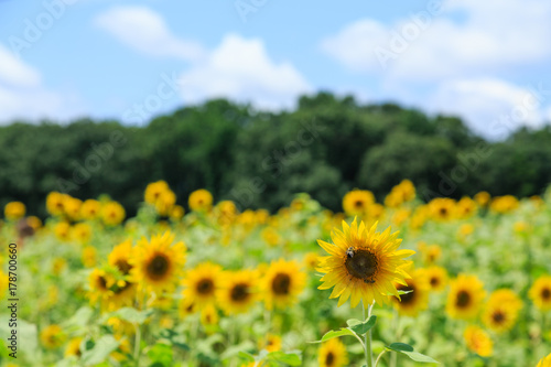 Sunflower in Foreground