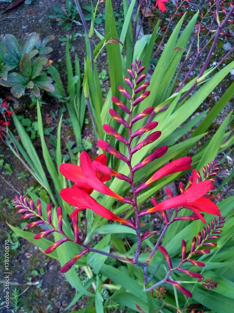 Obraz premium Red Crocosmia / Montbretia Flower