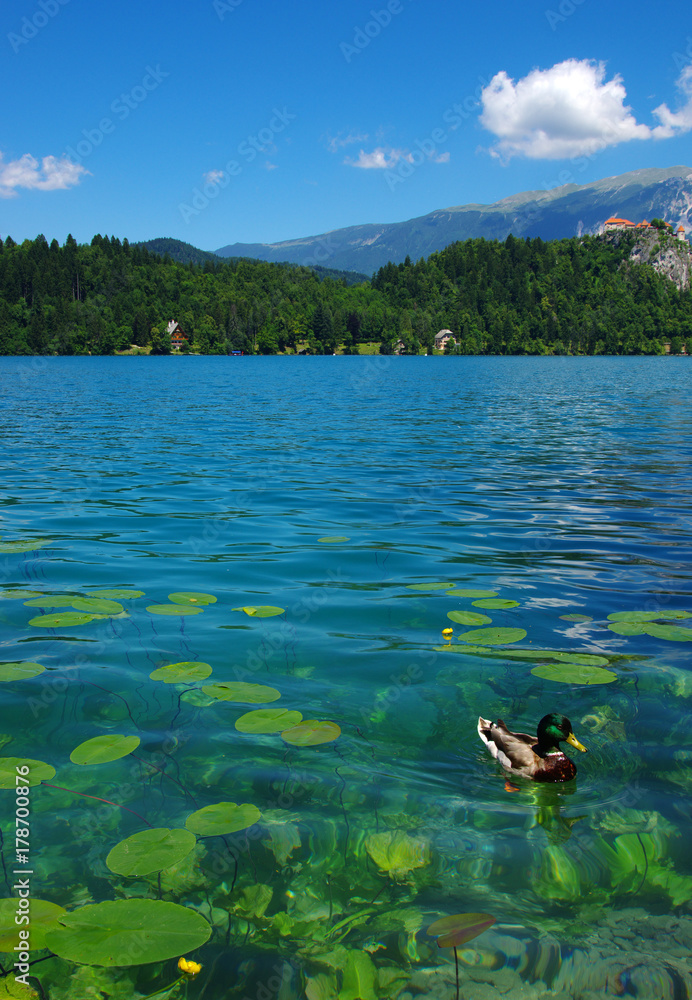 Fototapeta premium Landscape Lake Bled and mountains